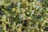 Atriplex centralasiatica