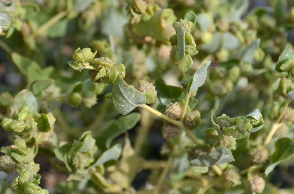 Изображение особи Atriplex centralasiatica.