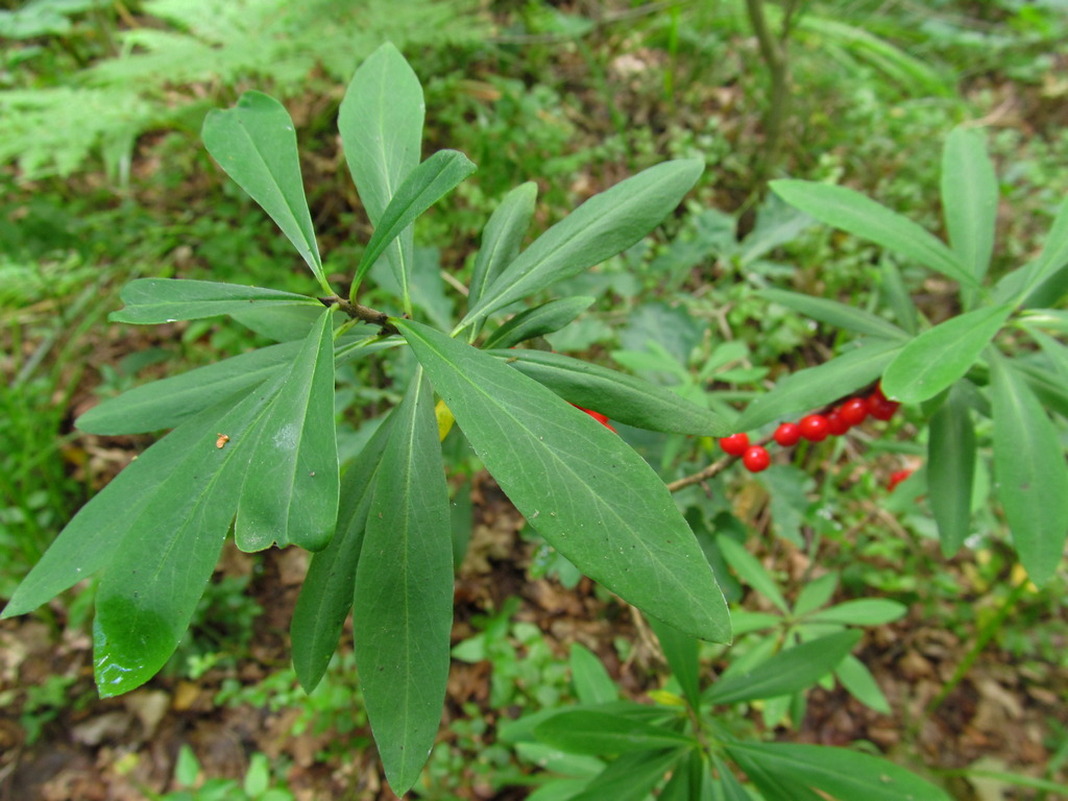 Image of Daphne mezereum specimen.