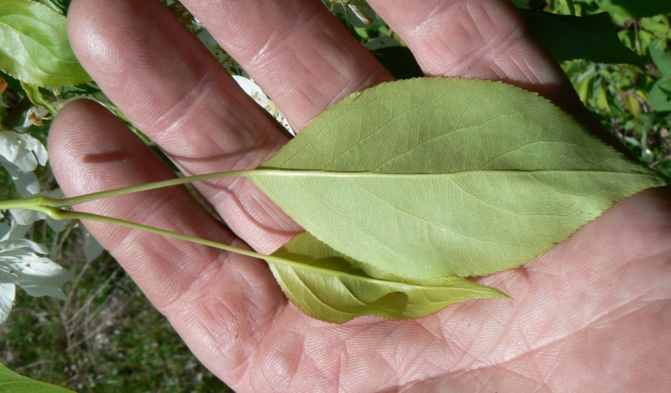 Изображение особи Malus mandshurica.