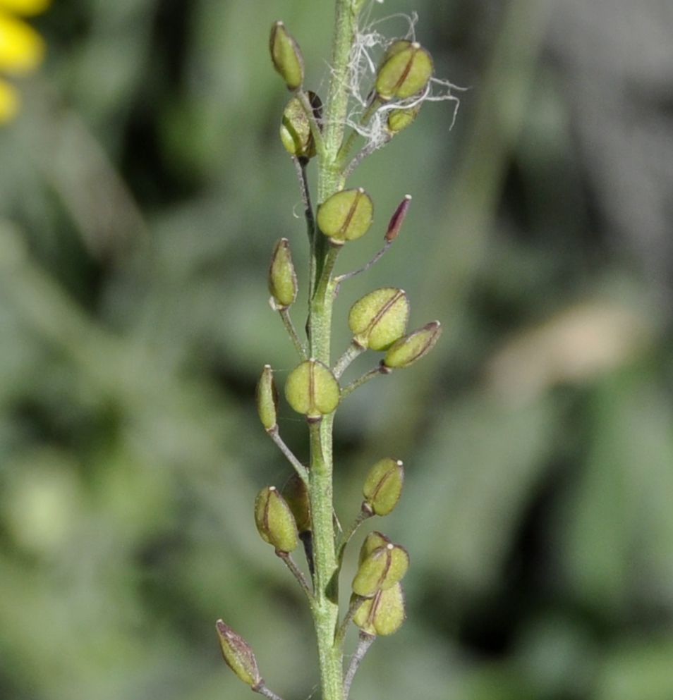 Изображение особи Lepidium graminifolium.