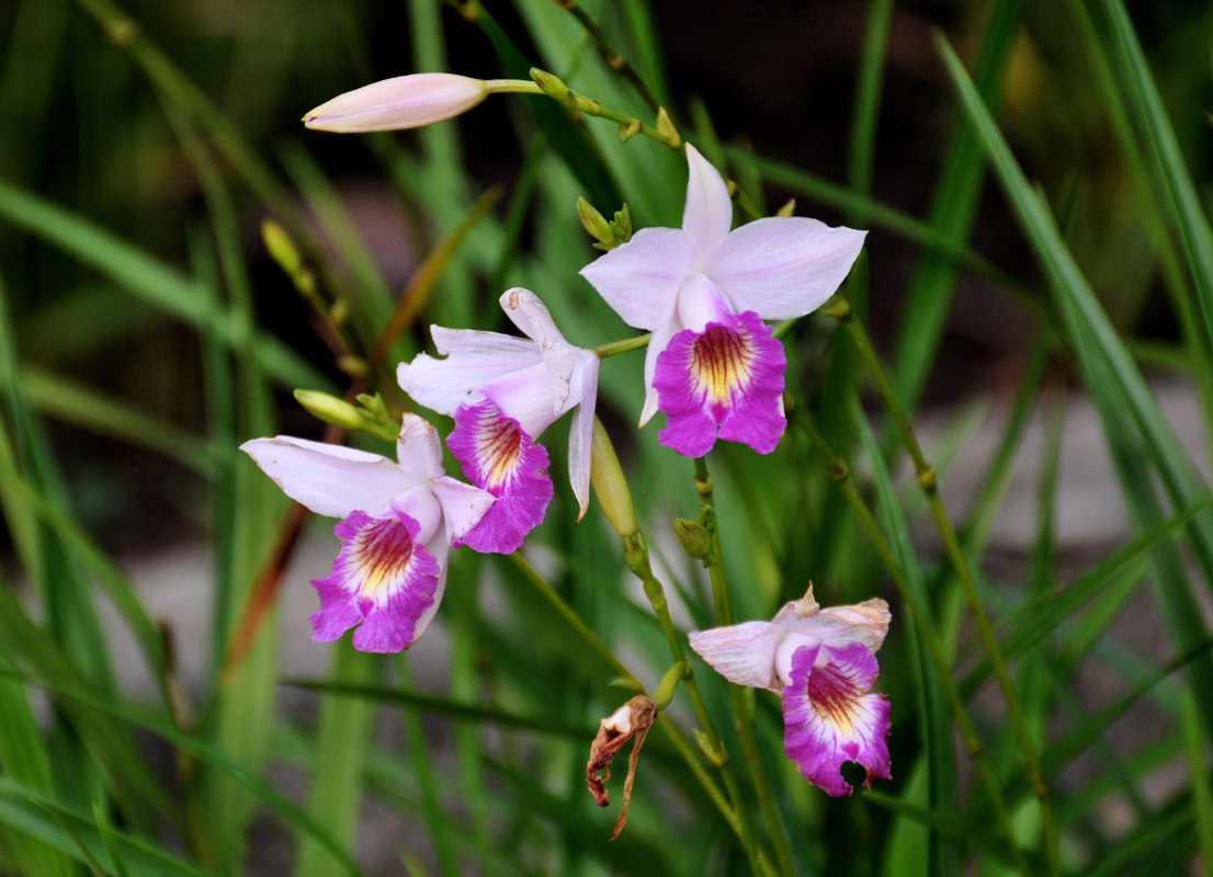 Изображение особи Arundina graminifolia.