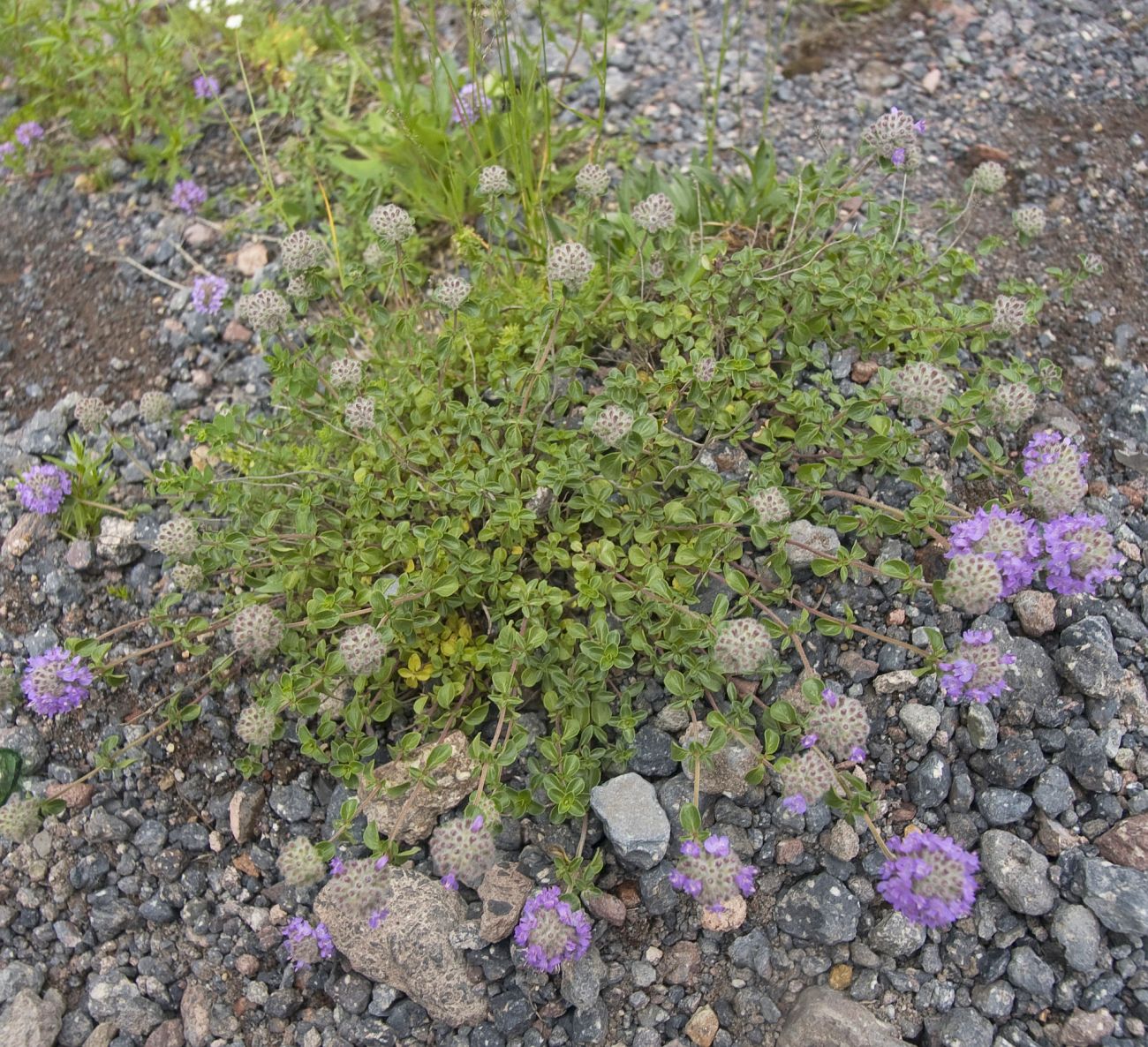 Изображение особи Ziziphora puschkinii.