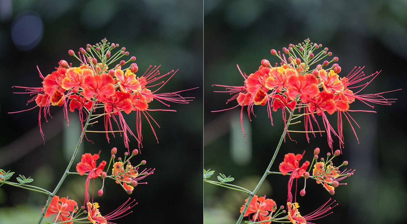 Image of Caesalpinia pulcherrima specimen.