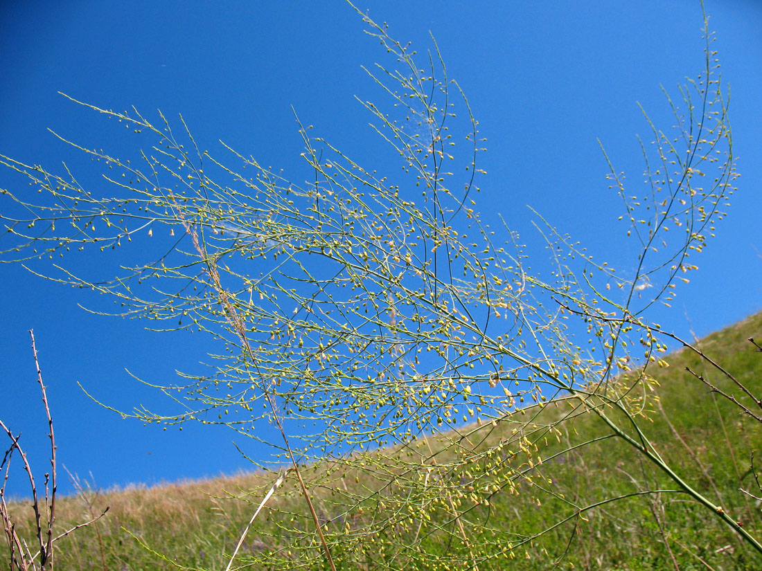 Изображение особи Asparagus officinalis.