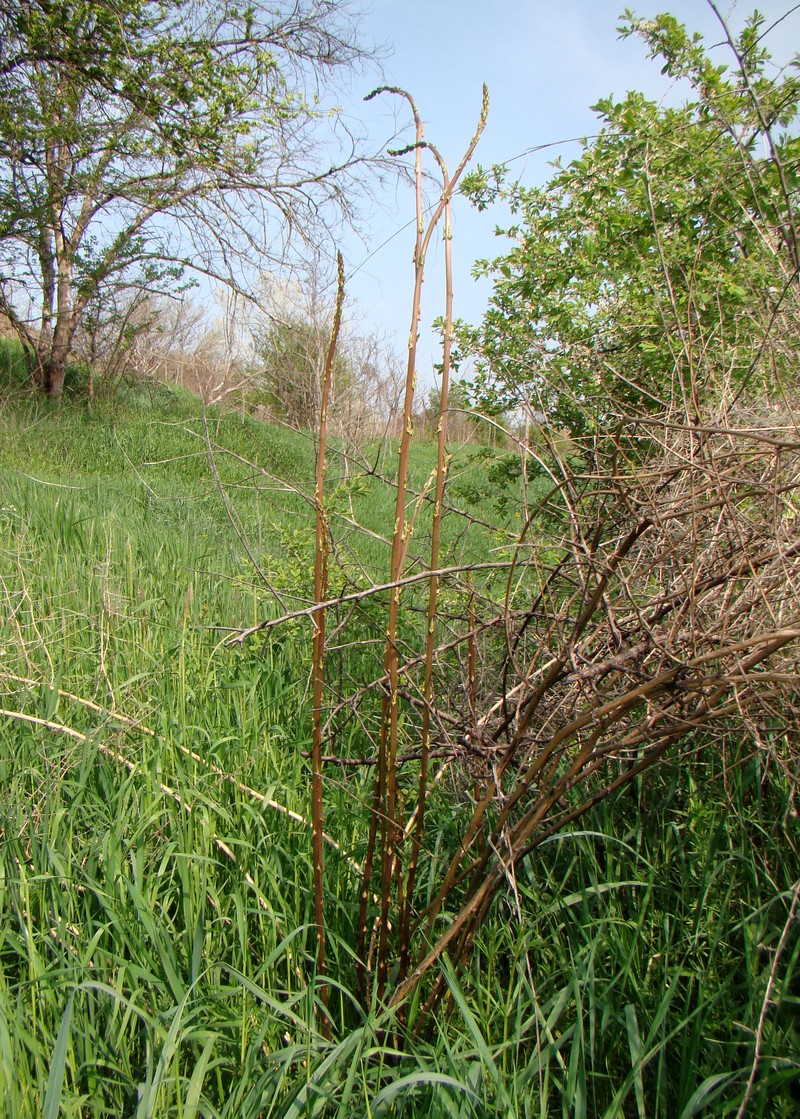 Изображение особи Asparagus verticillatus.