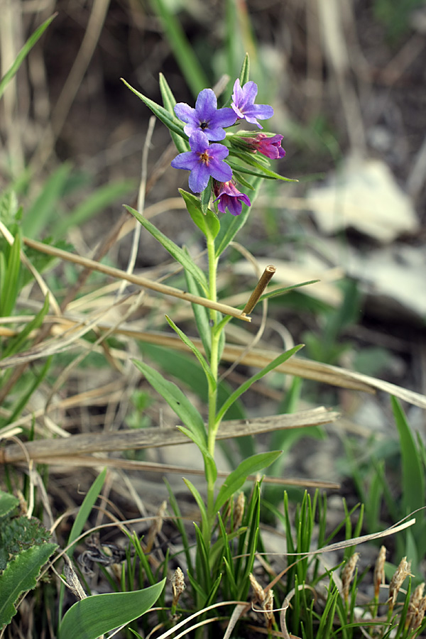 Image of Aegonychon purpureocaeruleum specimen.