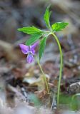 Viola dactyloides. Цветущее растение. Амурская обл., Хинганский заповедник, отроги Малого Хингана, басс. р. Дыроватка, смешанный лес на склоне южной экспозиции 30.05.2018.