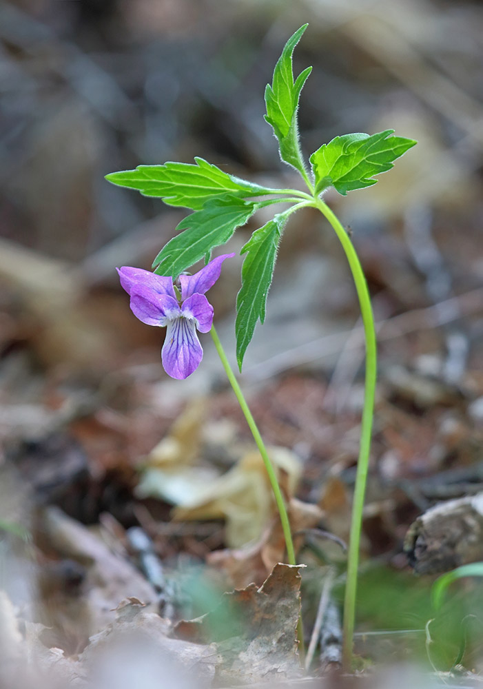 Image of Viola dactyloides specimen.