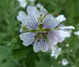 Geranium renardii. Цветок. Москва, Воробьёвы горы, Ботанический сад МГУ, в культуре. 06.06.2018.