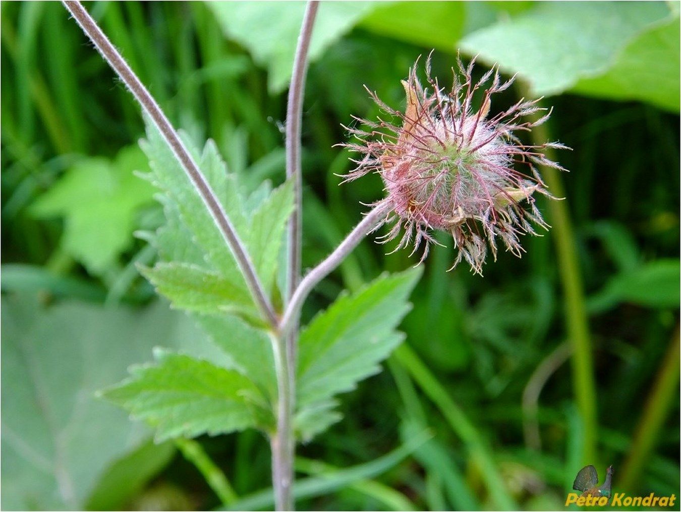 Изображение особи Geum rivale.