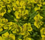 Euphorbia cyparissias