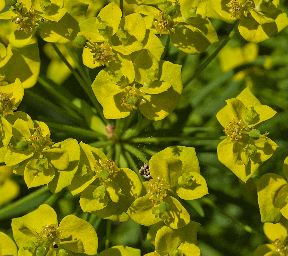 Изображение особи Euphorbia cyparissias.