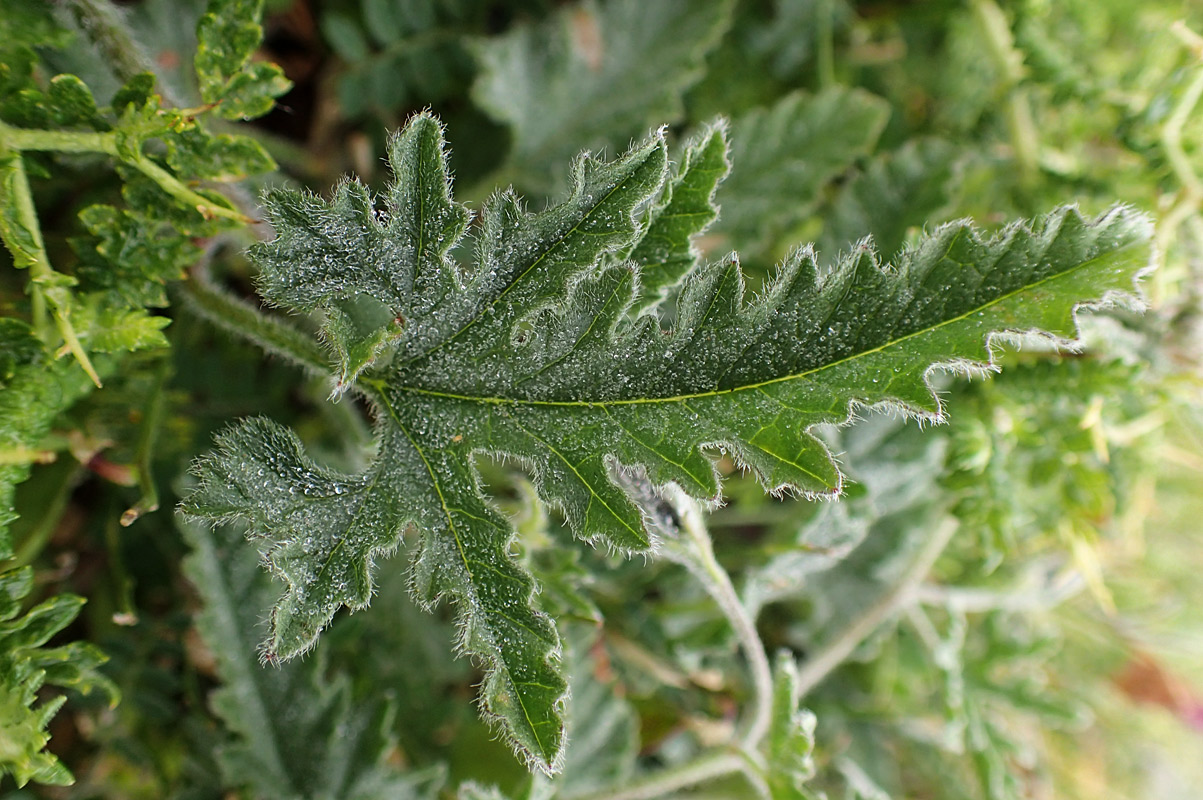 Image of Convolvulus althaeoides specimen.