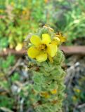 Verbascum thapsus. Цветок. Санкт-Петербург, Пушкинский р-н, пос.Александровская, окр. ж. д. ст. «Александровская». 01.07.2018.