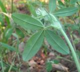 Trifolium diffusum. Лист (вид снизу). Дагестан, г. о. Махачкала, гора Тарки-Тау, у дороги. 16.05.2018.