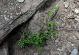 Galium rotundifolium