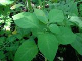 Solanum scabrum