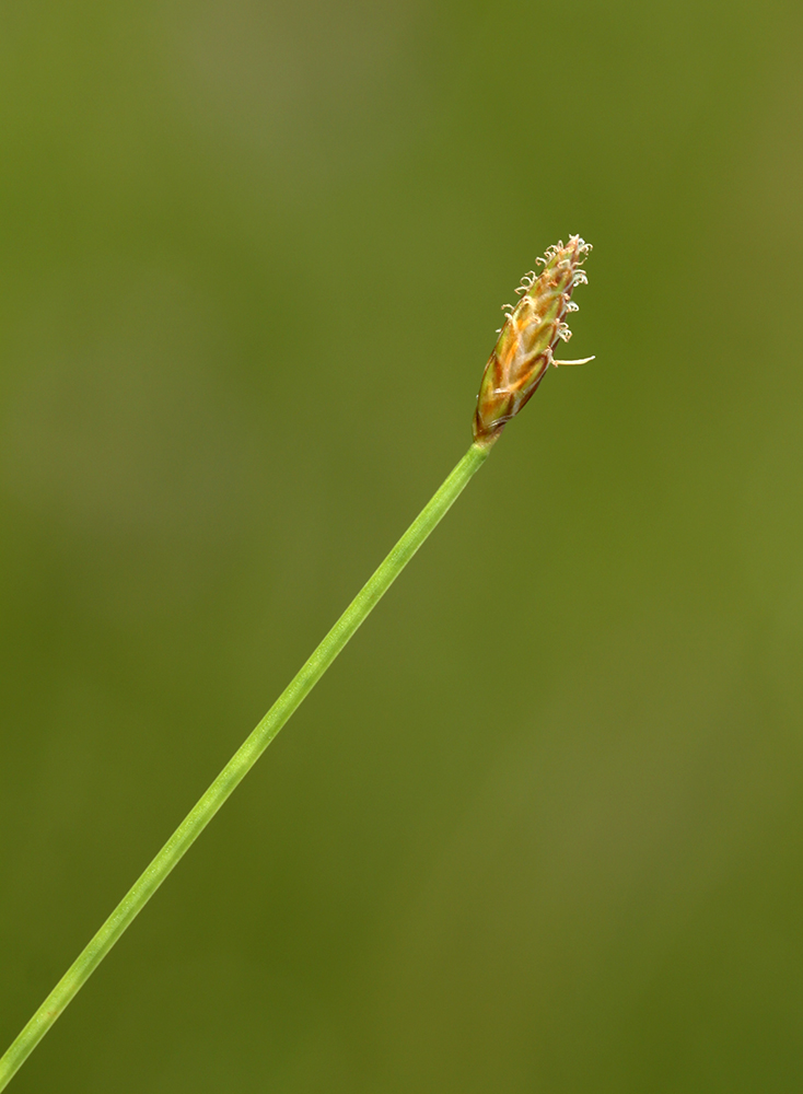 Image of Eleocharis wichurae specimen.