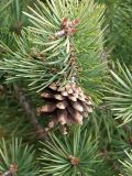 Pinus sylvestris subspecies hamata. Раскрывшаяся прошлогодняя шишка на конце ветви. Северная Осетия, Алагирское ущелье, Нарская котловина, окр. пос. Нар, склоны Бокового хребта, 1730 м н.у.м. 07.05.2010.