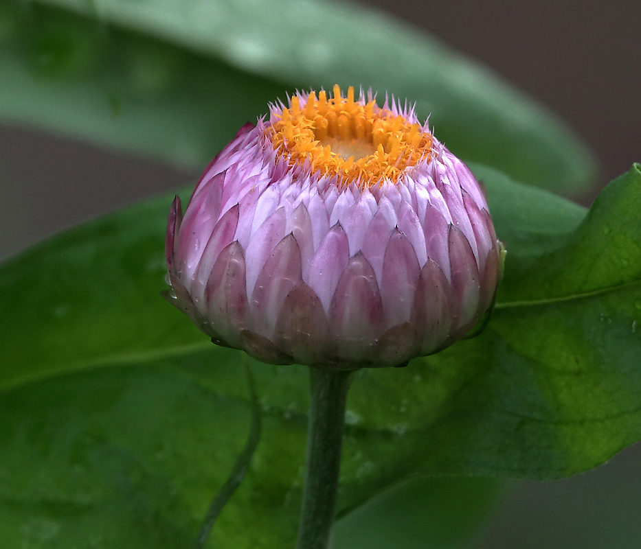 Изображение особи Xerochrysum bracteatum.