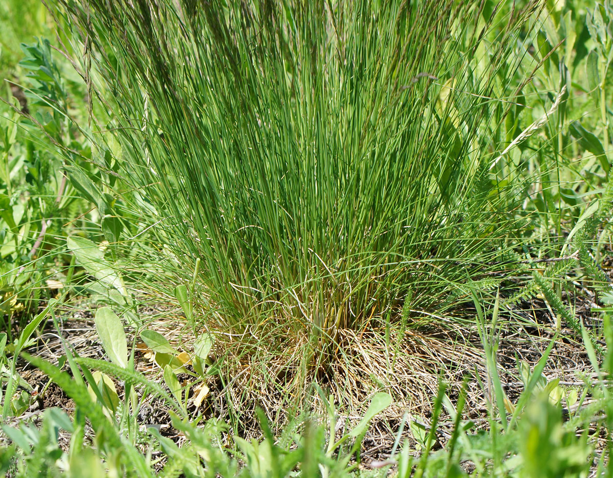 Image of Festuca valesiaca specimen.