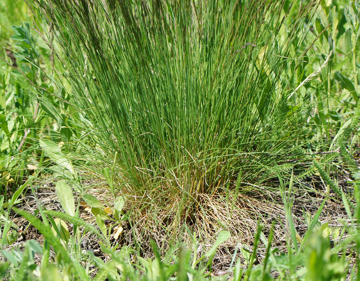 Изображение особи Festuca valesiaca.