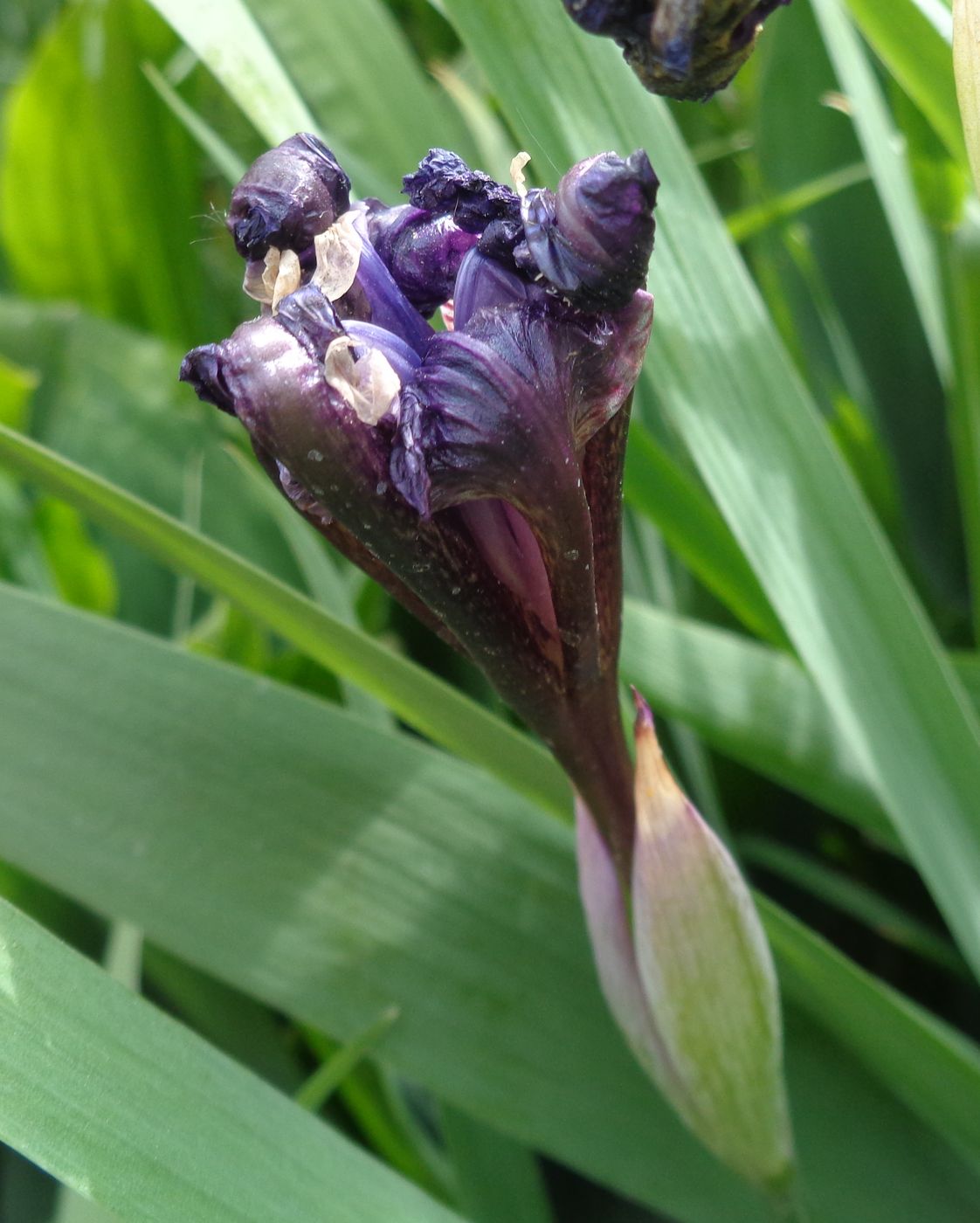 Image of Iris aphylla specimen.