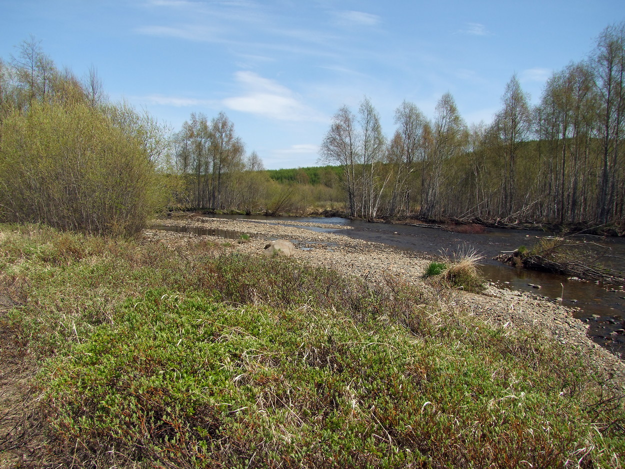 Изображение особи Salix saxatilis.