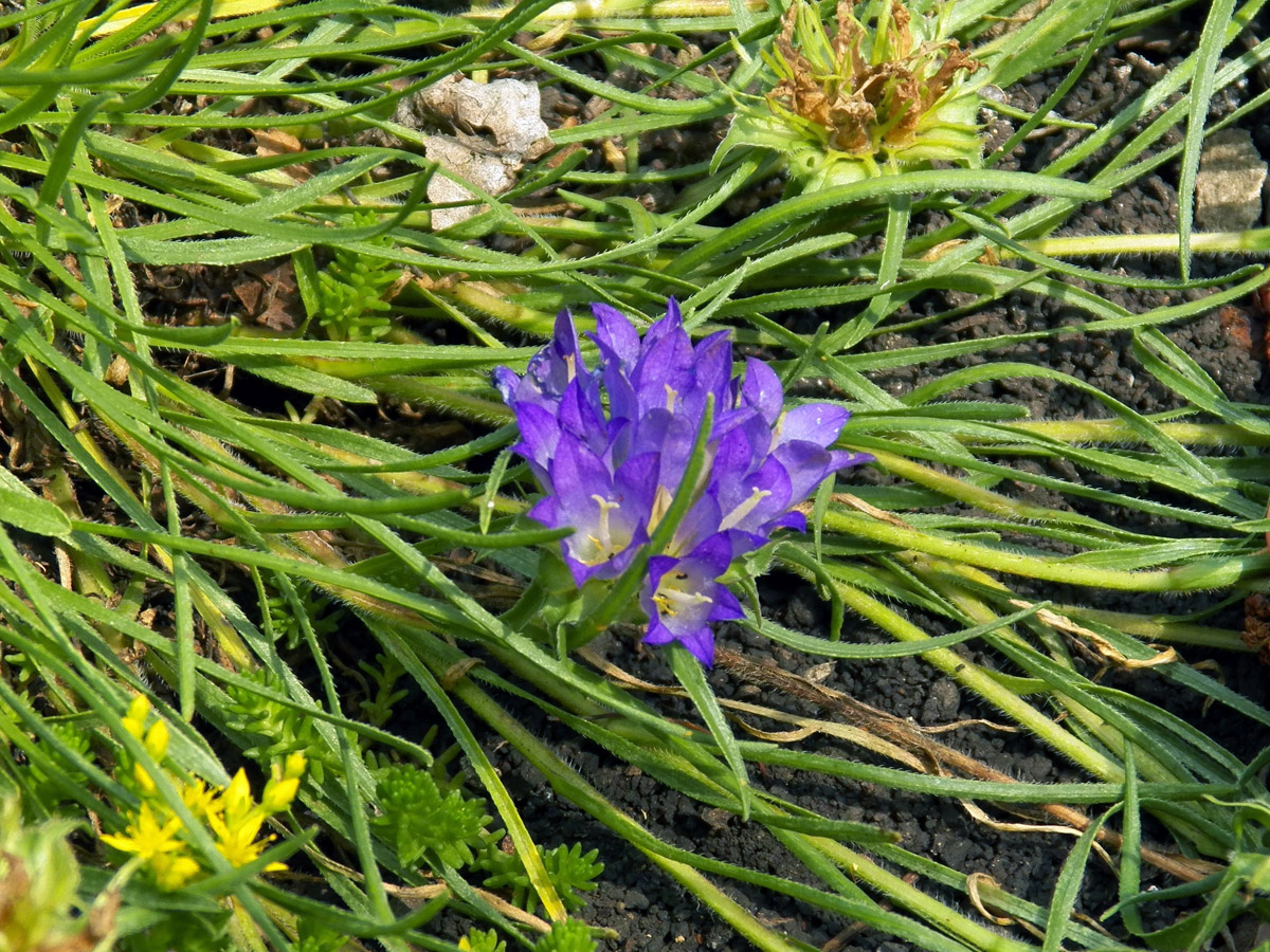 Image of genus Campanula specimen.