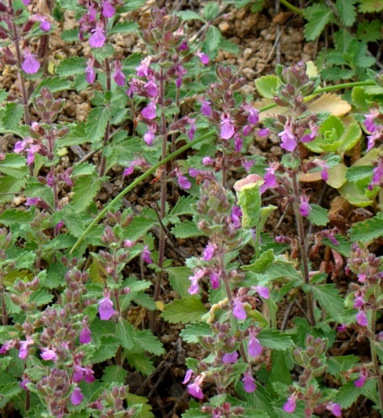 Изображение особи Teucrium chamaedrys.