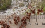 Rumex alpinus