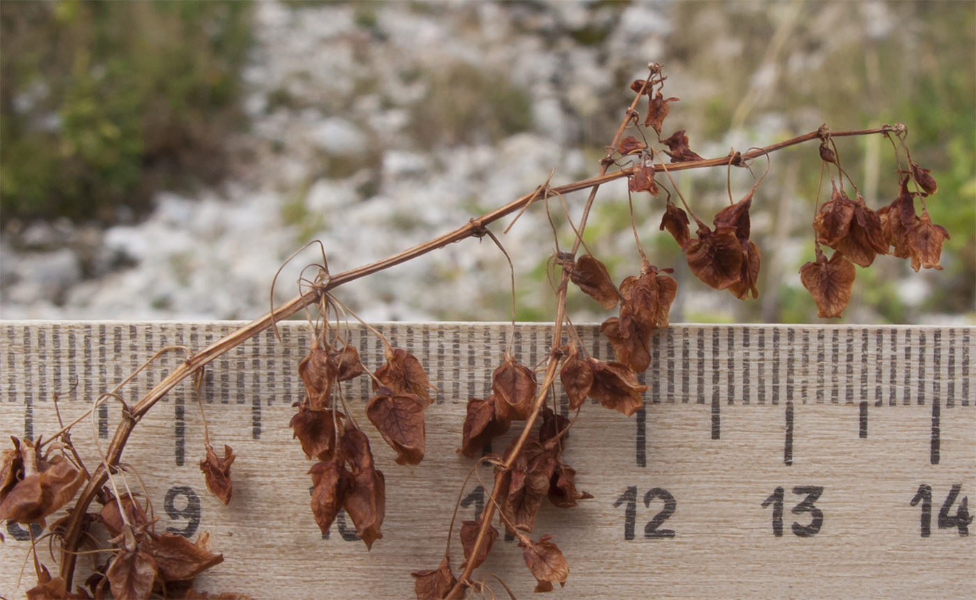 Изображение особи Rumex alpinus.