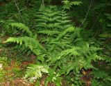 Dryopteris carthusiana. Спороносящее растение. Московская обл., Раменский р-н, окр. пос. Ильинский, Ильинский лес, в ельнике-черничнике. 29.07.2018.