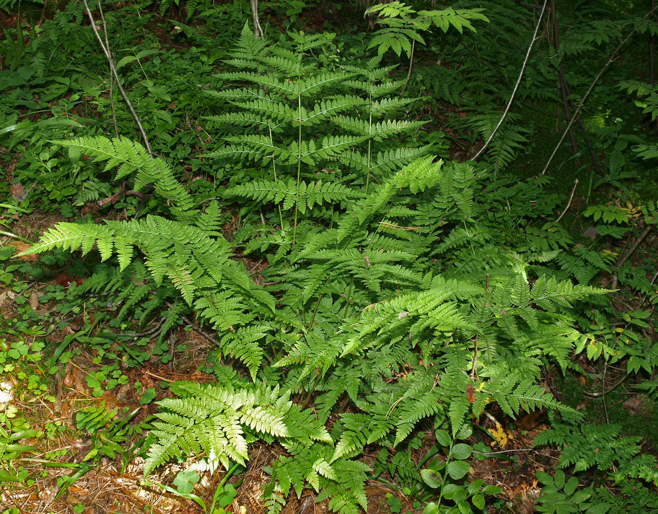 Изображение особи Dryopteris carthusiana.