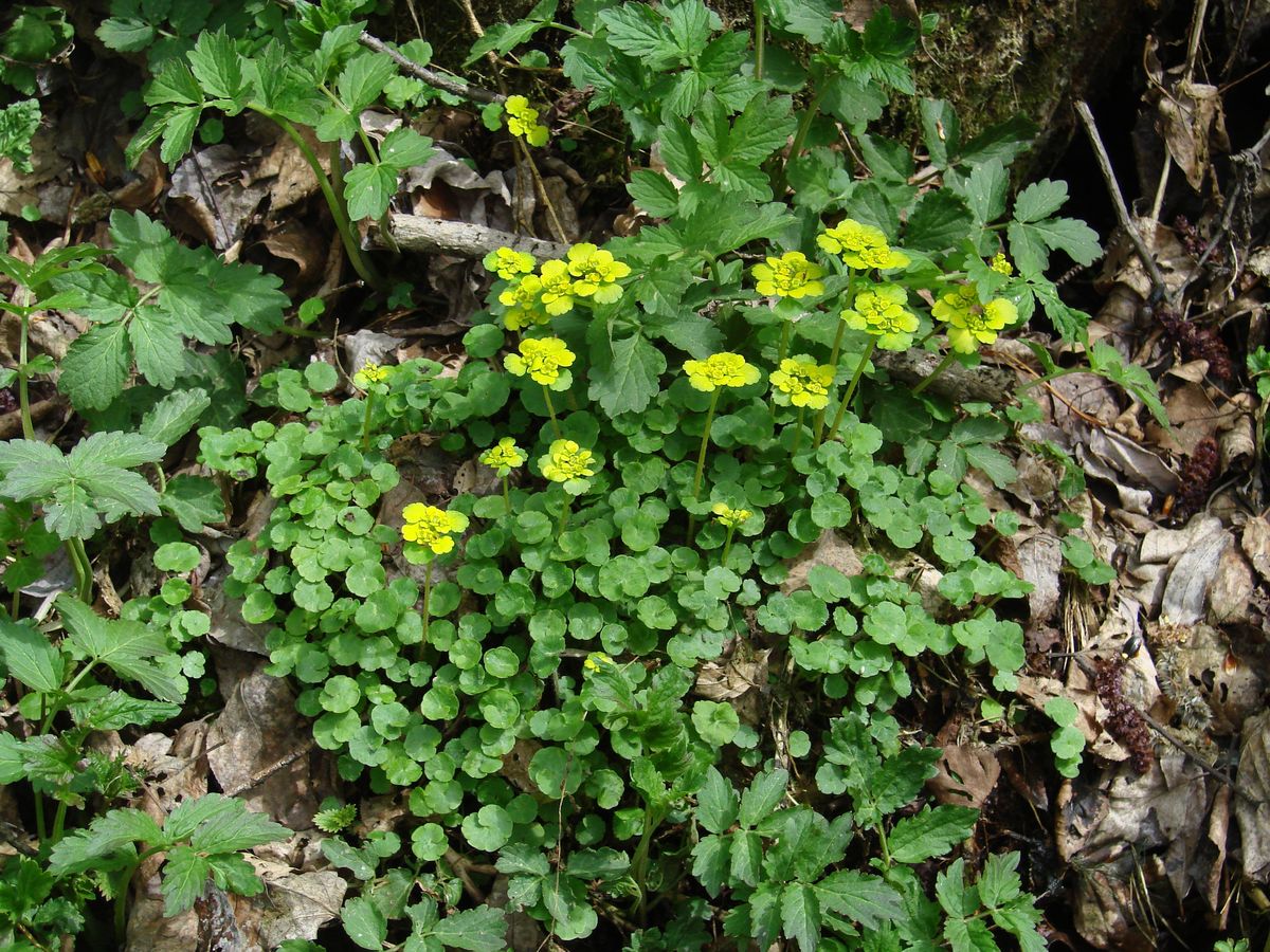 Image of Chrysosplenium sibiricum specimen.