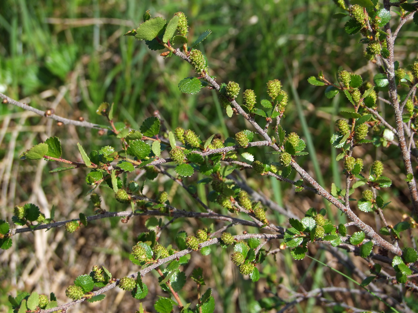 Image of Betula exilis specimen.