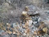Image of taxon representative. Author is Маннон Назаров