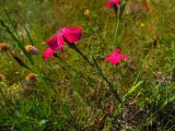 Dianthus mainensis