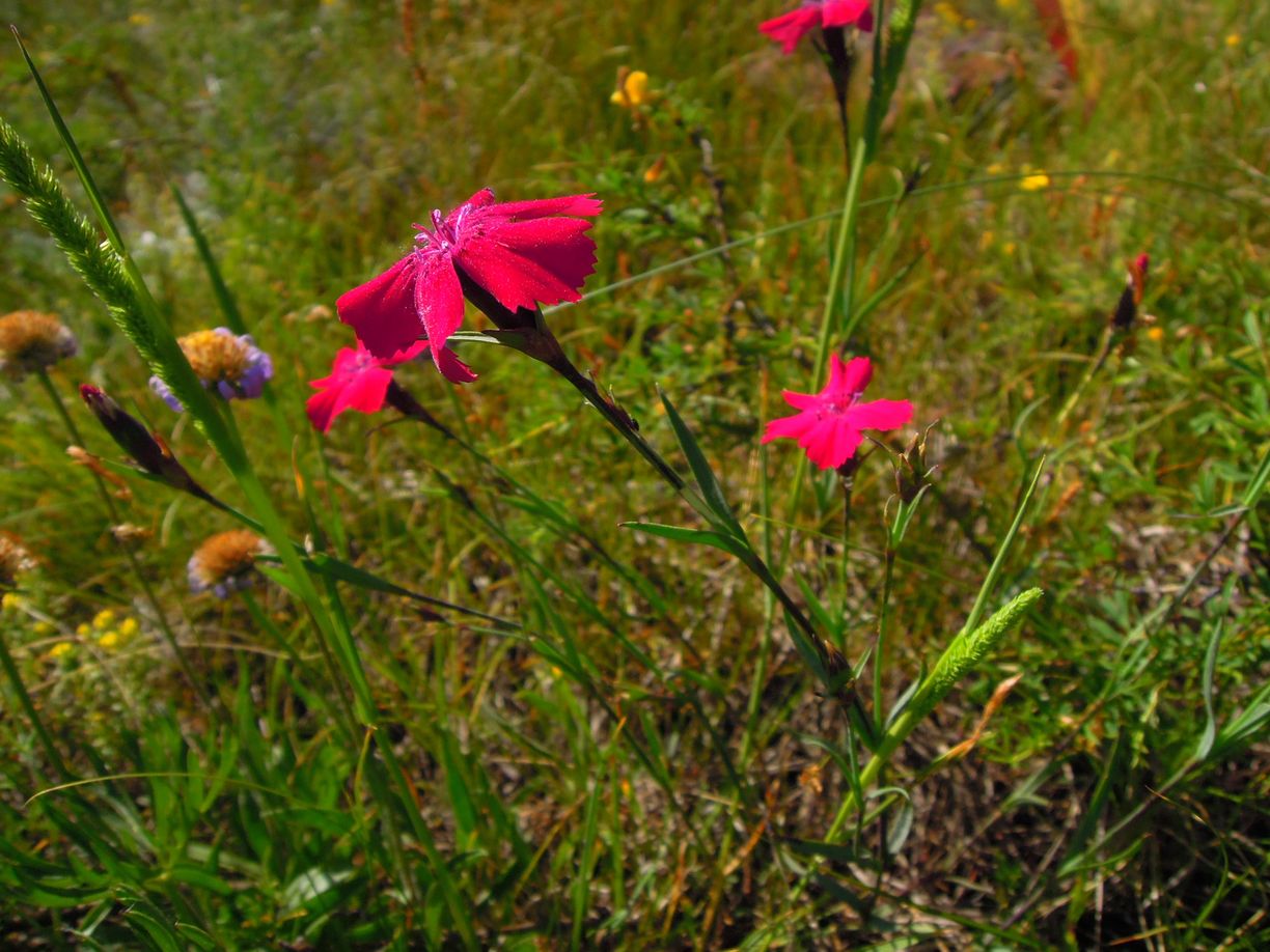 Изображение особи Dianthus mainensis.