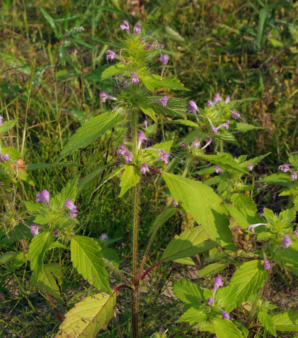 Изображение особи Galeopsis bifida.