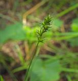 Carex spicata