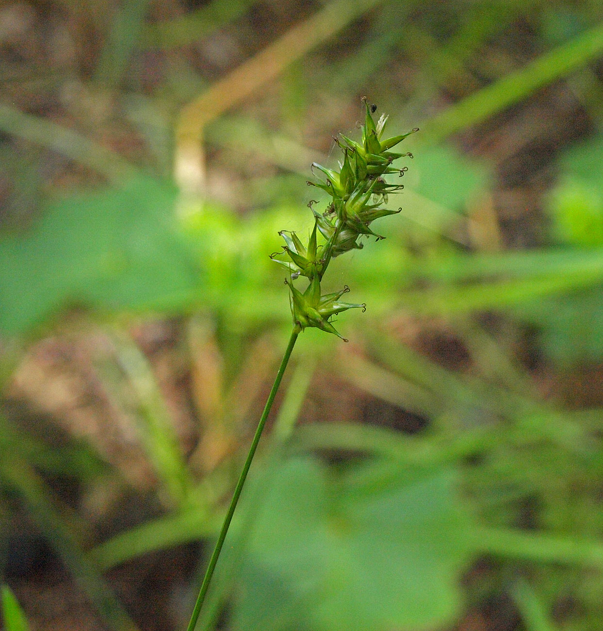 Изображение особи Carex spicata.