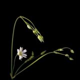 genus Stellaria