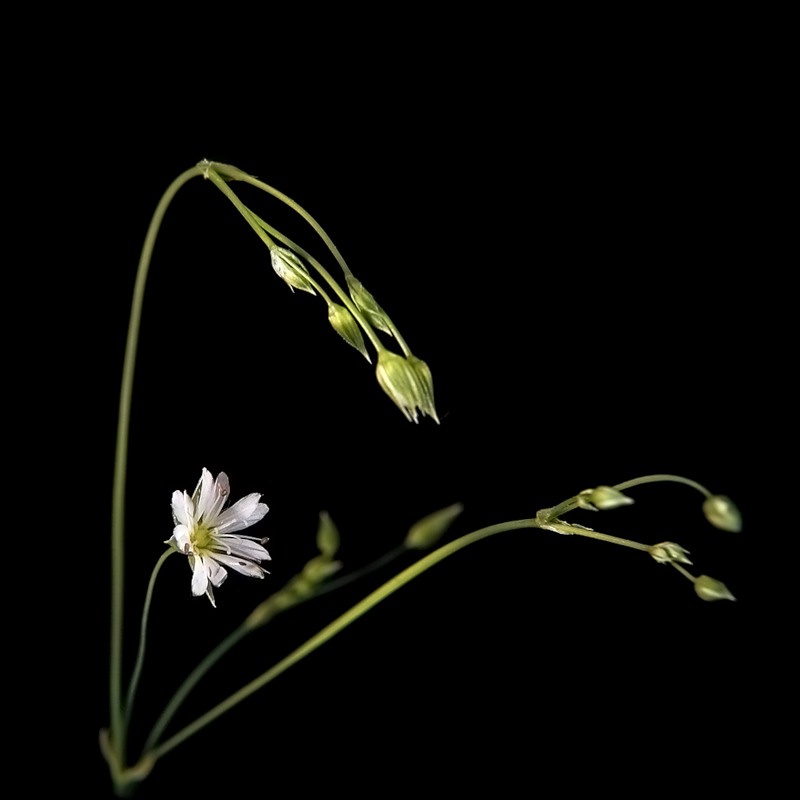 Image of genus Stellaria specimen.