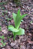 Veratrum lobelianum. Вегетирующее растение. Свердловская обл., окр. г. Североуральск, берег р. Вагран под скалами Три Брата, сосново-лиственничный лес с примесью пихты. 14.06.2018.