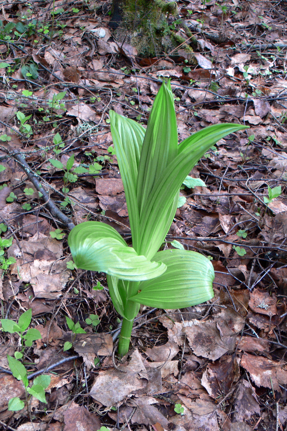 Image of Veratrum lobelianum specimen.