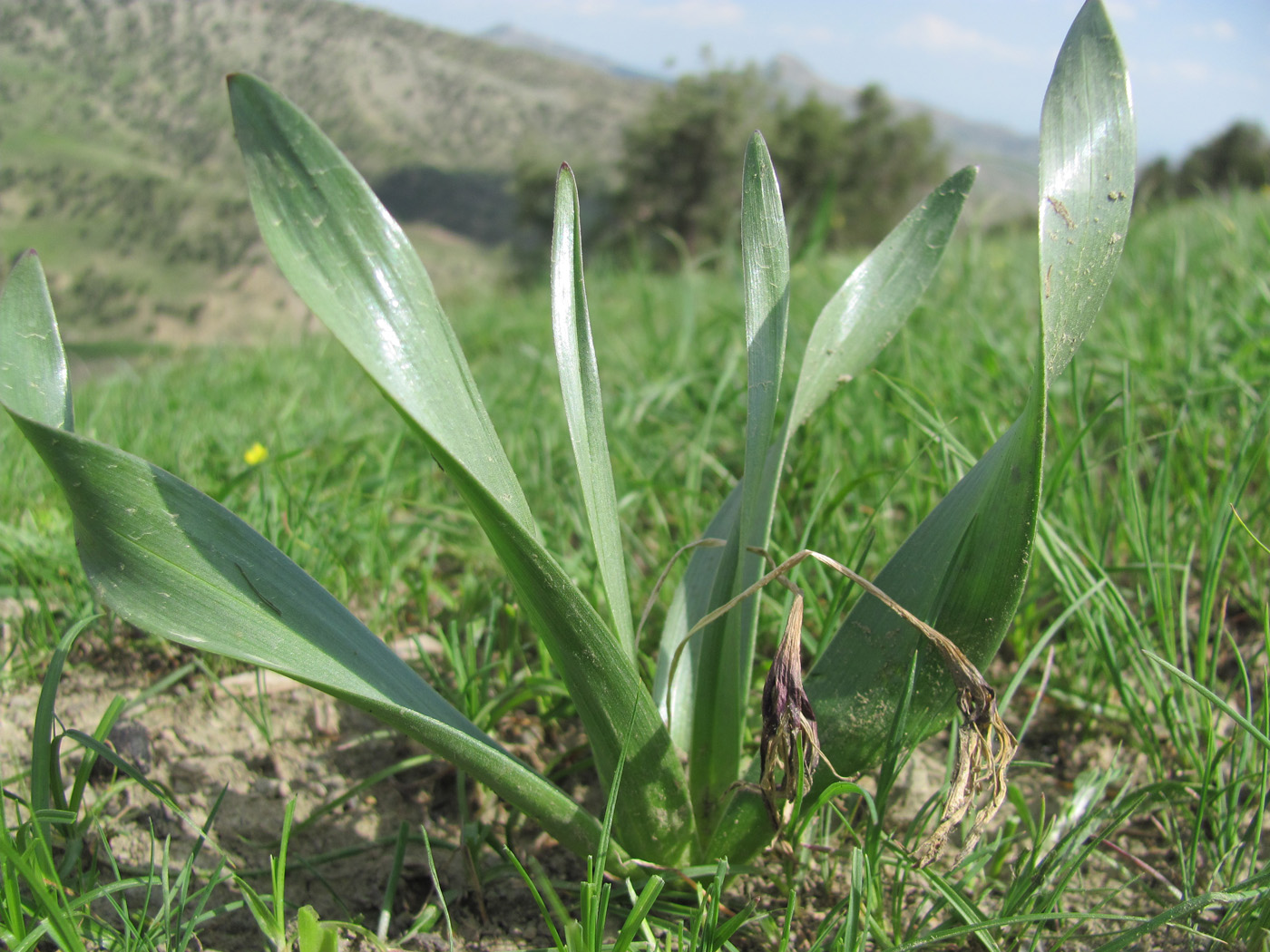 Изображение особи Sternbergia fischeriana.