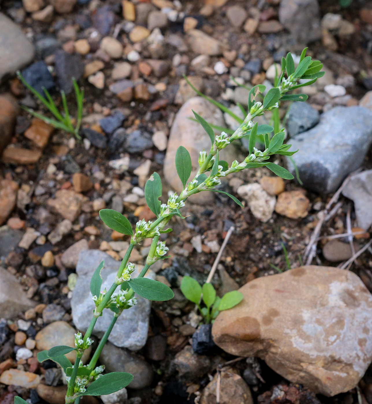 Изображение особи Polygonum aviculare.