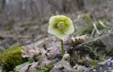 Helleborus caucasicus